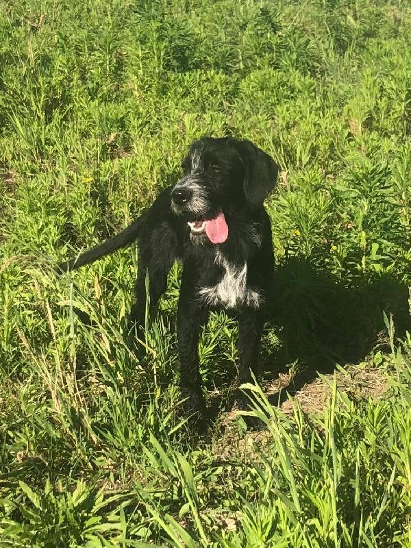 Thor & Loky, due giovanotti in cerca di casa Foto 6